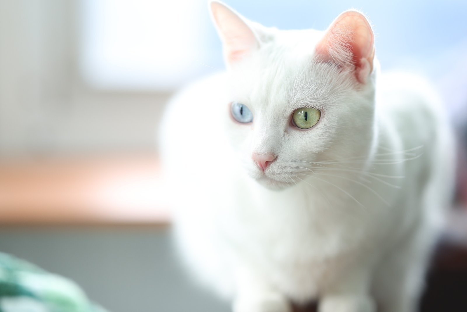 A white cat with one blue eye and one green eye in soft window light.